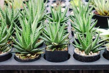 Bahçe Çocuk Yuvası 'ndaki Sıralarda Düzenlenmiş Plastik Saksılardaki Küçük Kaktüslerin Çeşitliliği