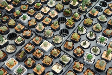 Bahçe Çocuk Yuvası 'ndaki Sıralarda Düzenlenmiş Plastik Saksılardaki Küçük Kaktüslerin Çeşitliliği