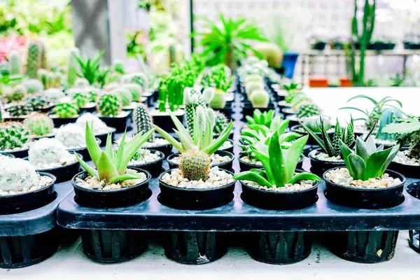 Bahçe Çocuk Yuvası 'ndaki Sıralarda Düzenlenmiş Plastik Saksılardaki Küçük Kaktüslerin Çeşitliliği