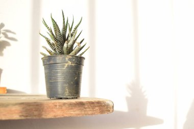 Zebra Haworthia 'nın Beyaz Çizgili Makro Yakın Çekimi