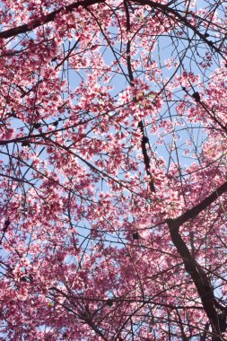 Güneşli bir bahar gününde kiraz çiçekleri açar.