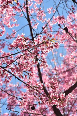 Güneşli bir bahar gününde kiraz çiçekleri açar.