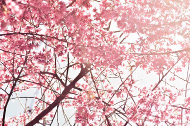 Güneşli bir bahar gününde kiraz çiçekleri açar.