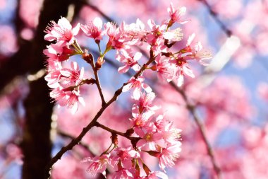 Güneşli bir bahar gününde kiraz çiçekleri açar.