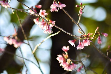 Güneşli bir bahar gününde kiraz çiçekleri açar.