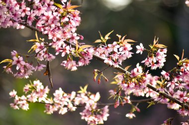 Güneşli bir bahar gününde kiraz çiçekleri açar.