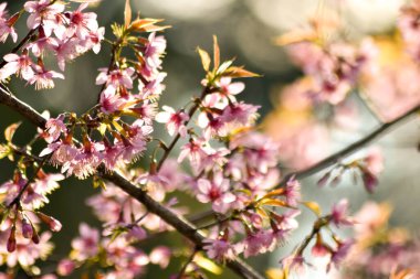 Güneşli bir bahar gününde kiraz çiçekleri açar.