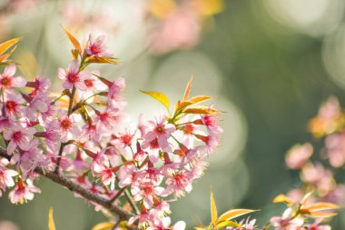 Güneşli bir bahar gününde kiraz çiçekleri açar.