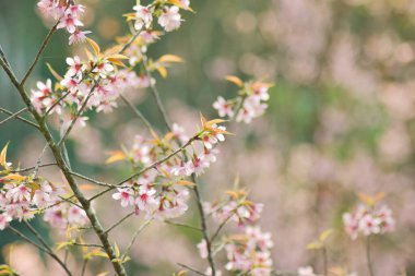 Güneşli bir bahar gününde kiraz çiçekleri açar.