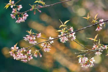 Güneşli bir bahar gününde kiraz çiçekleri açar.