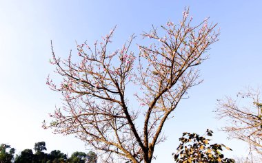 Güneşli bir bahar gününde kiraz çiçekleri açar.