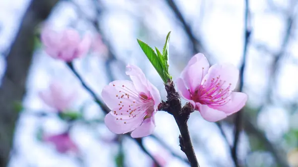 Güneşli bir bahar gününde kiraz çiçekleri açar.