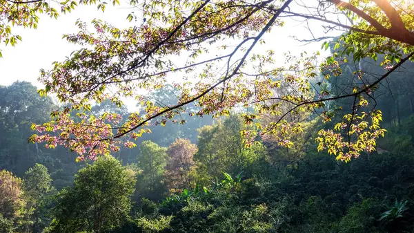 Güneşli bir bahar gününde kiraz çiçekleri açar.