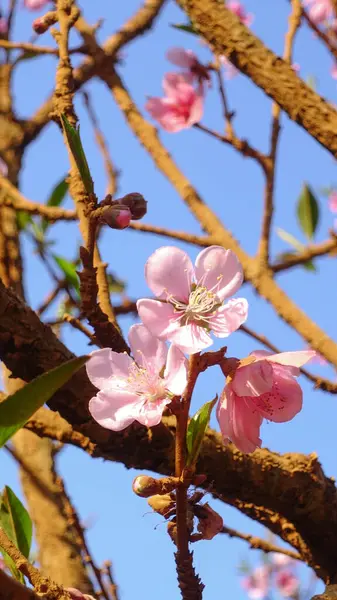 Güneşli bir bahar gününde kiraz çiçekleri açar.