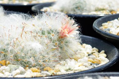 Pembe Saksıda Çiçek Açan Kaktüs 'ün Yakın Çekimi