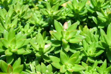 Sedum Morganianum Sulu 'nun Yakın plan Çekimi