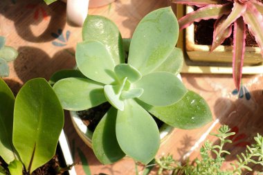 Doğal Doku ve Detaylı Sulu Bitkilerin Yakın Çekimi