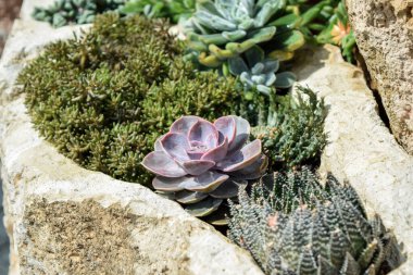 Güneş Işığı Bahçesindeki Renkli Sulu Bitkiler