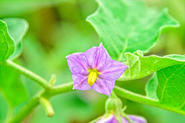 Tayland Patlıcan Çiçekleri Organik Bahçedeki Bitkide Büyüyor