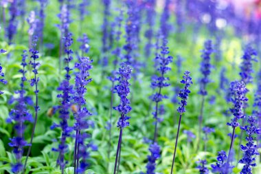 Bahçe Yumuşak Odak Arkaplanında Çiçekler Açan Mavi Salvia.