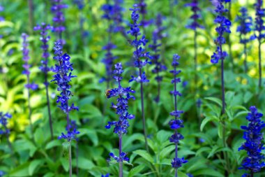 Bahçe Yumuşak Odak Arkaplanında Çiçekler Açan Mavi Salvia.