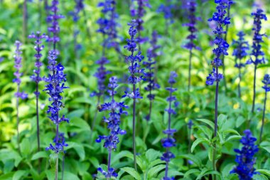 Bahçe Yumuşak Odak Arkaplanında Çiçekler Açan Mavi Salvia.