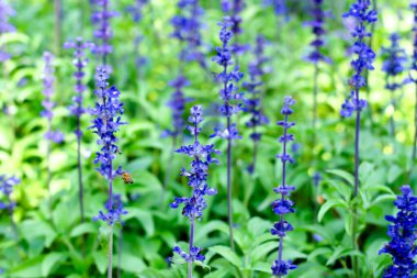 Bahçe Yumuşak Odak Arkaplanında Çiçekler Açan Mavi Salvia.