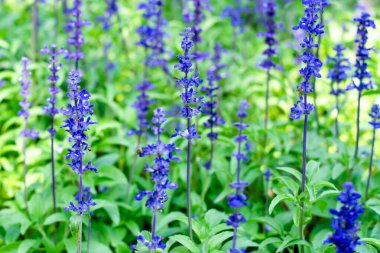 Bahçe Yumuşak Odak Arkaplanında Çiçekler Açan Mavi Salvia.