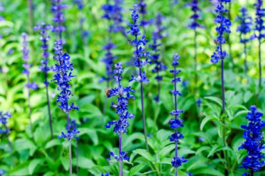 Bahçe Yumuşak Odak Arkaplanında Çiçekler Açan Mavi Salvia.