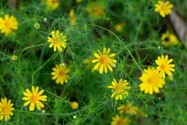 Sarı Dahlberg Papatyaları Çiçek açıyor yemyeşil bahçede
