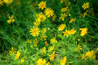 Sarı Dahlberg Papatyaları Çiçek açıyor yemyeşil bahçede