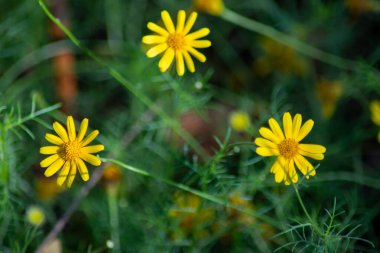 Sarı Dahlberg Papatyaları Çiçek açıyor yemyeşil bahçede