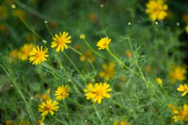 Sarı Dahlberg Papatyaları Çiçek açıyor yemyeşil bahçede