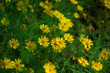 Sarı Dahlberg Papatyaları Çiçek açıyor yemyeşil bahçede