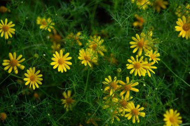 Sarı Dahlberg Papatyaları Çiçek açıyor yemyeşil bahçede