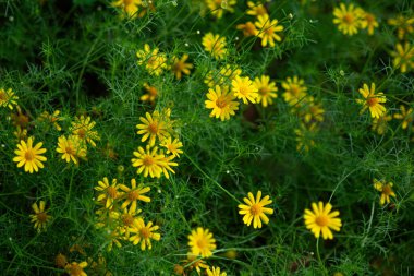Sarı Dahlberg Papatyaları Çiçek açıyor yemyeşil bahçede
