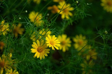 Sarı Dahlberg Papatyaları Çiçek açıyor yemyeşil bahçede