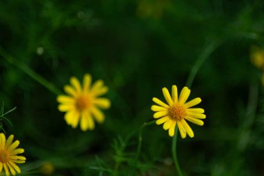 Sarı Dahlberg Papatyaları Çiçek açıyor yemyeşil bahçede