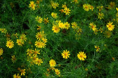 Sarı Dahlberg Papatyaları Çiçek açıyor yemyeşil bahçede