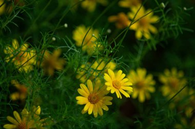 Sarı Dahlberg Papatyaları Çiçek açıyor yemyeşil bahçede