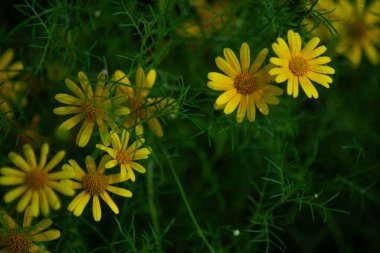 Sarı Dahlberg Papatyaları Çiçek açıyor yemyeşil bahçede