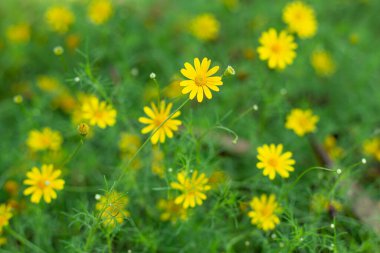 Sarı Dahlberg Papatyaları Çiçek açıyor yemyeşil bahçede