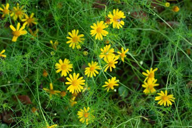 Sarı Dahlberg Papatyaları Çiçek açıyor yemyeşil bahçede