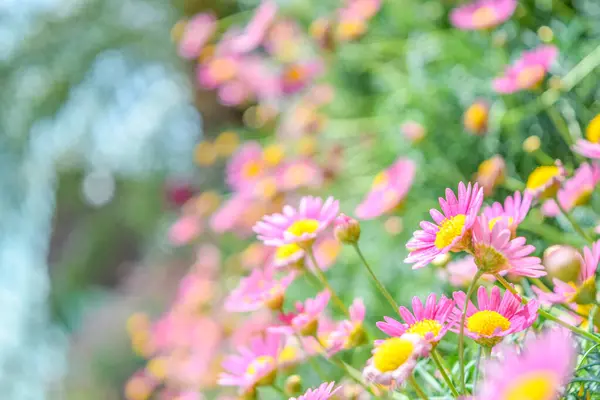 Yumuşak Bokeh Arkaplanlı Pembe Marguerite Papatyaları