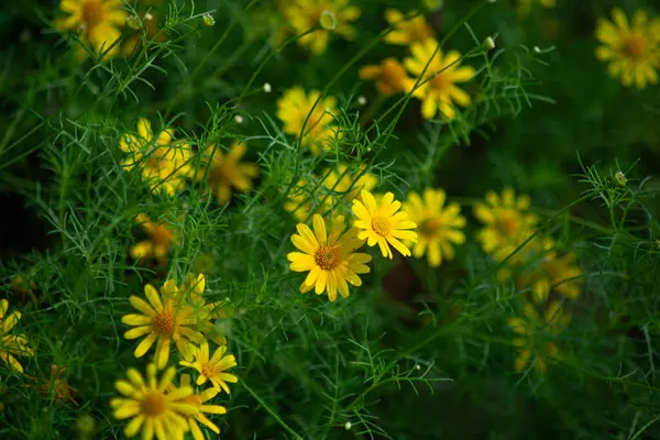 Sarı Dahlberg Papatyaları Çiçek açıyor yemyeşil bahçede