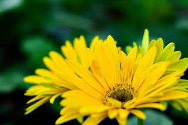 Yeşil Yaprak Arkaplanlı Parlak Sarı Gerbera Papatyaları