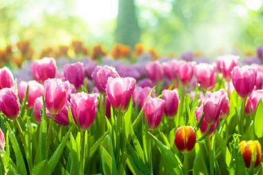 Bahçede güzel bahar çiçekleri