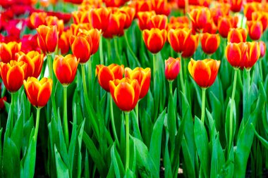 Bahçedeki güzel renkli lale çiçekleri