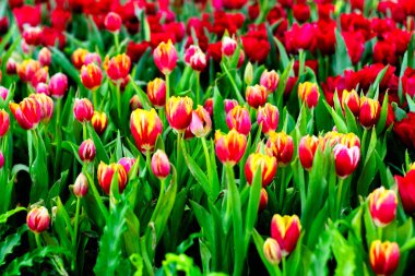 Bahçede kırmızı lale çiçeği