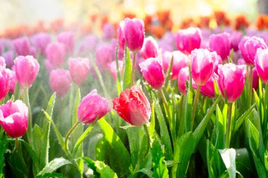 Bahçedeki güzel laleler